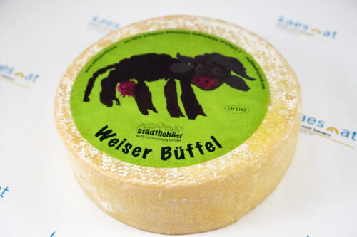 Weiser Büffel